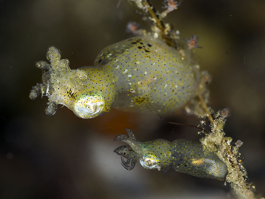 Idiosepius pygmaeus
